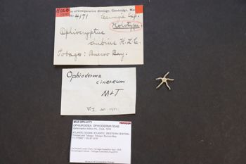 Media type: image; Invertebrate Zoology OPH-4171